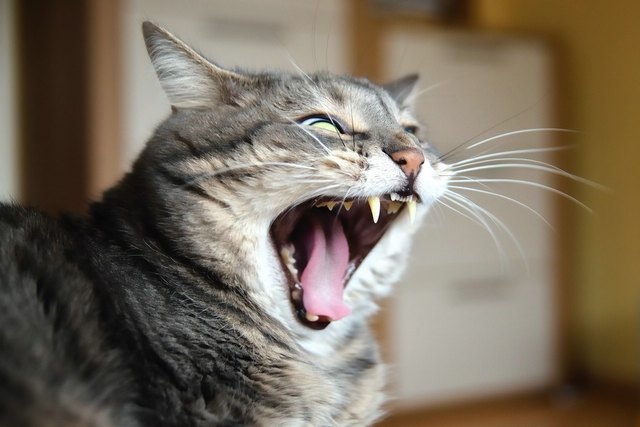 Simba der Löwe...:)