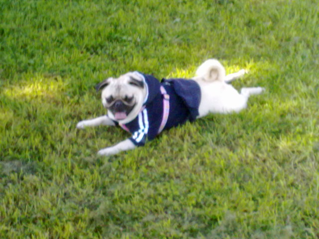 Das ist unsere Bella ein Mops der immer gut drauf ist!