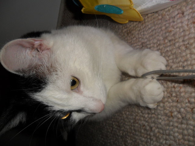 Mein Kater Flecki