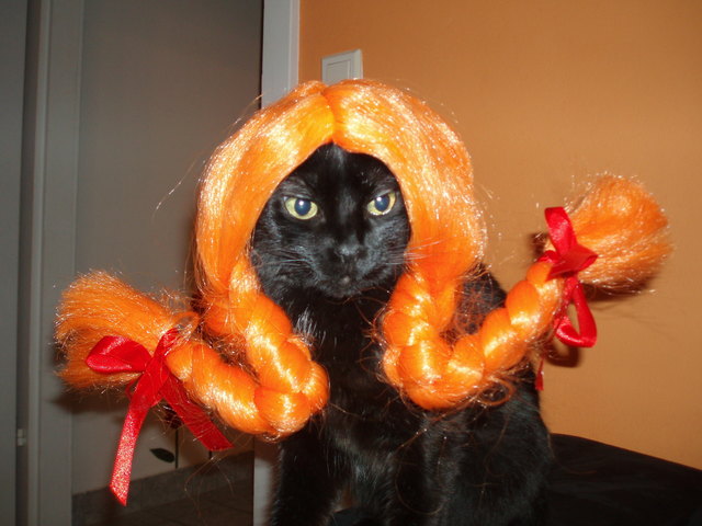 katze Sofi