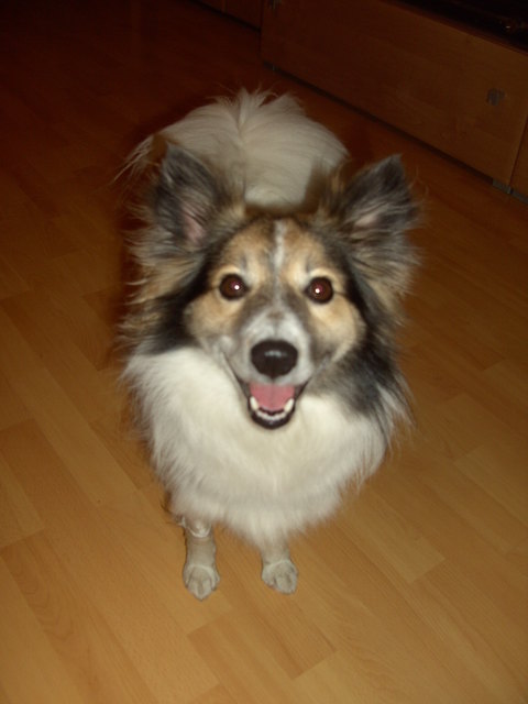 Meine 5jährige Tessa ist das liebste Haustier, weil sie mein Leben um so vieles bereichert und mir so das Leben geredet hat. Sie ist der bravste und liebste Hund, den ich kenne! Und eine treue Seel!