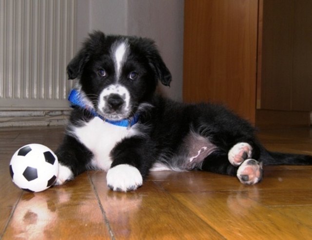 Unser Liebling Ares!