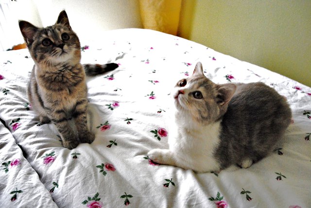 Mimì & Susù: "Uns gefällt es zwar nicht, dass unsere Mama glaubt wir wären die liebsten Haustiere, denn wir sind zwei wilde Tiger, aber was tut man nicht alles für einen coolen Kratzbaum?! Miau."