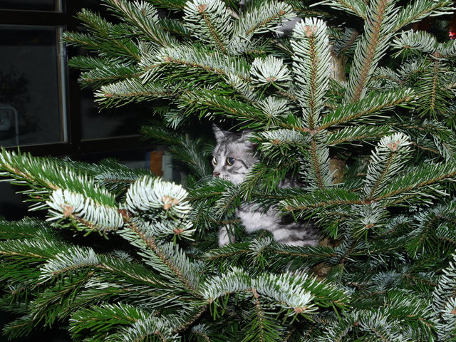 Weihnachten war auch für die Katz'!