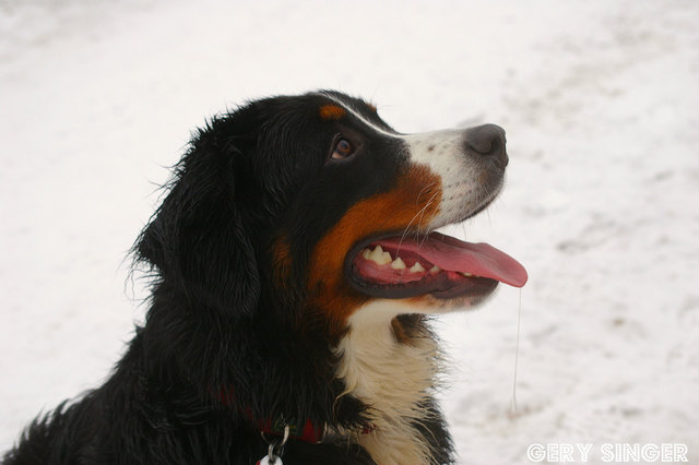 Inka
