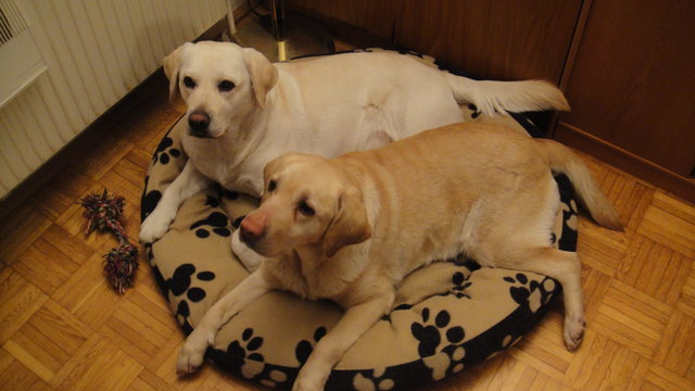 Gina und Sandy zusammen im Korb