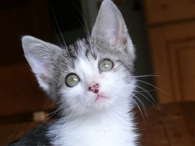 Der kleine Muck