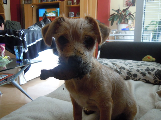 Dobby mit Beute