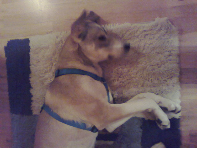 RELAX.......Laszlo im Tiefschlaf