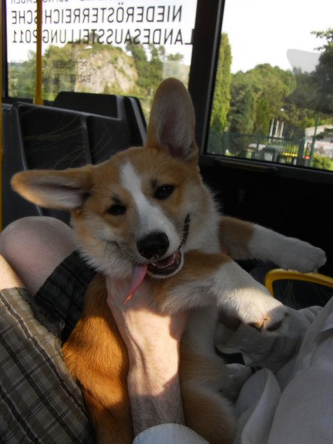 Snoopy's BIG Smile!