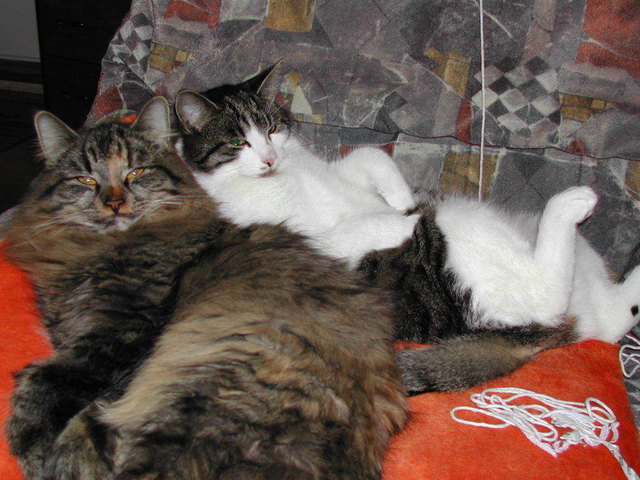 Misty an Skimble: Just relax!