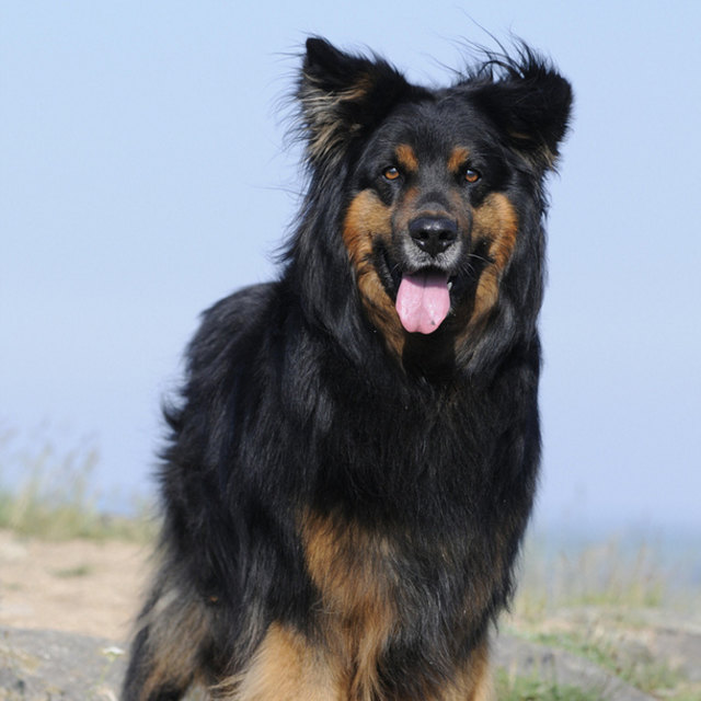 Jako