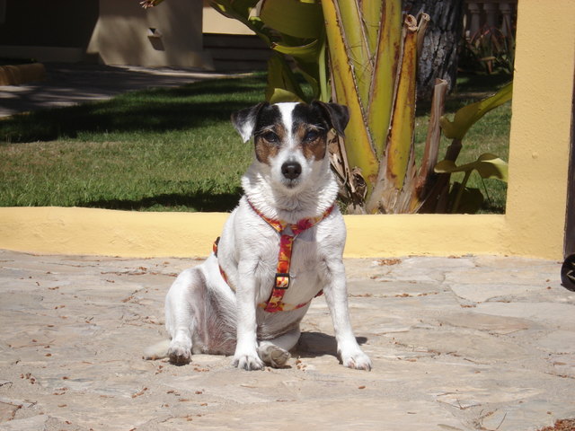Jackie sonnt sich auf Mallorca