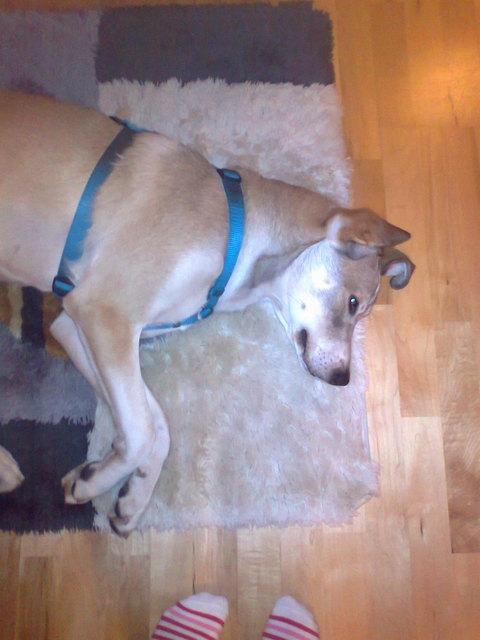 RELAX......Laszlo im Tiefschlaf..;)
