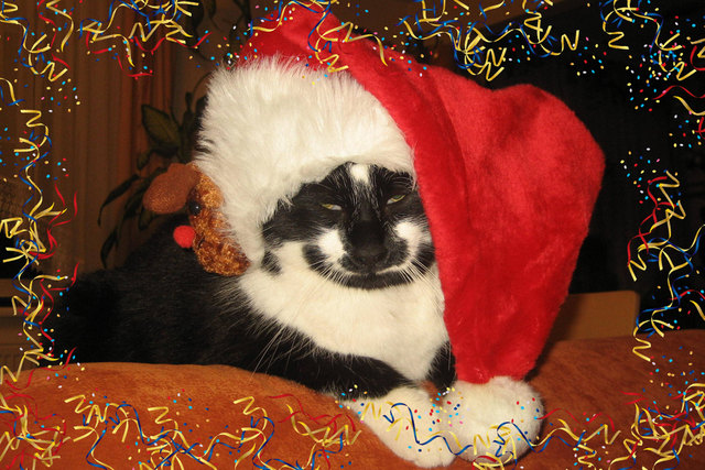 Blacky, der Weihnachtskater!