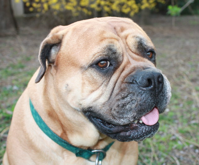 mein Bullmastiff - Mädchen Jeanny, ein fast 60 kg Bröckerl :)
