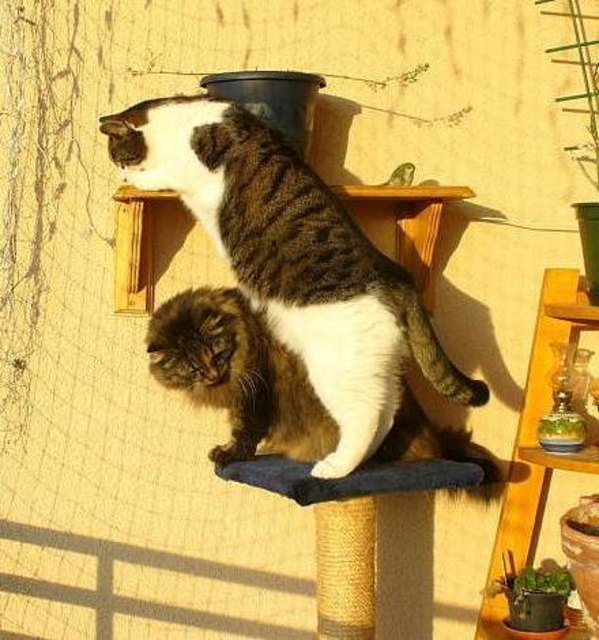 Fit mach mit