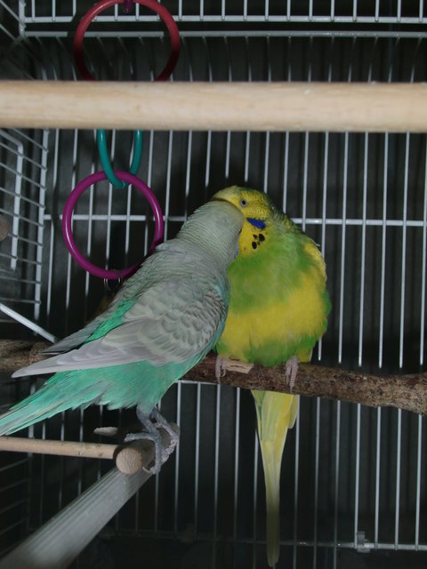 schwuppsi und maxi