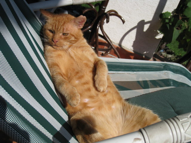 kater conzales