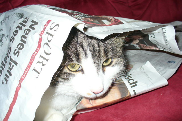 Skimble under cover