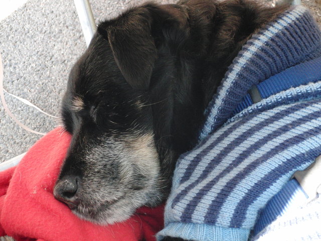 Meine süße Trixy mit 14 Jahren schaut trotzdem noch sehr jungendlich aus :)
