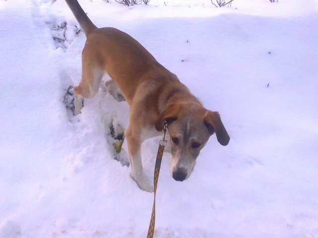 Laszlo im schnee!