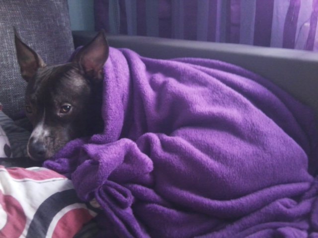 Chica mit Decke