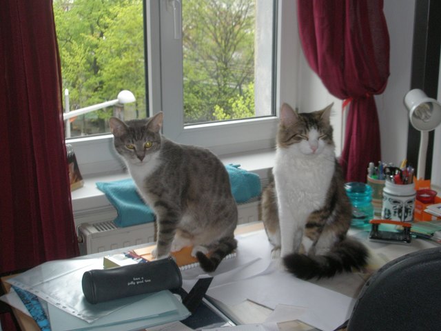 Merlin und Benny