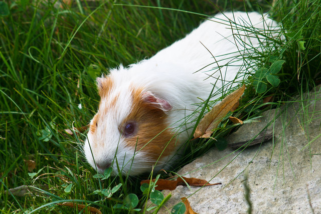 Puppi ist ein Garten-Fan ...