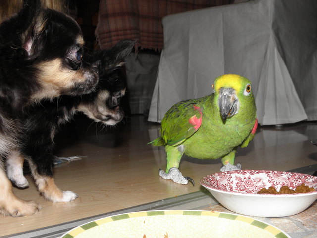 Uuups wer frisst da unser Leckerli?