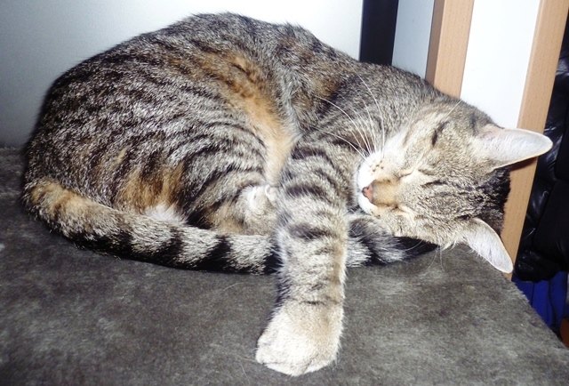 Ohne dich würde in meinem Leben etwas fehlen "FELIX"