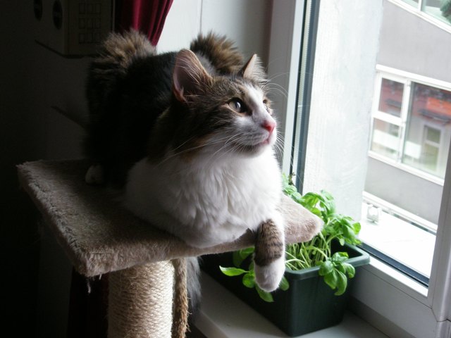 Mein Maincoon Mix Merlin :)