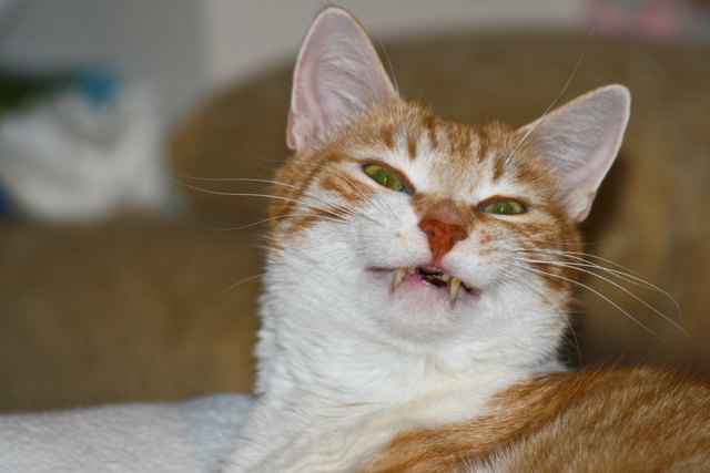 Gatto - unser lachender Kater