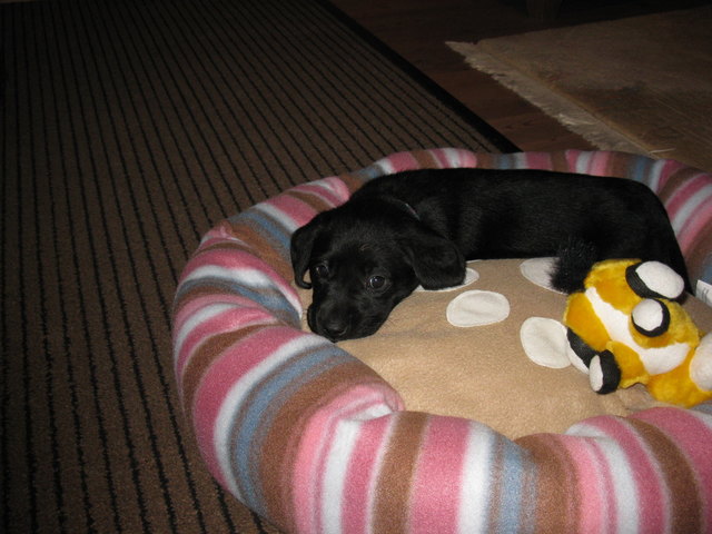 Sam unser kleiner Labi-Liebling