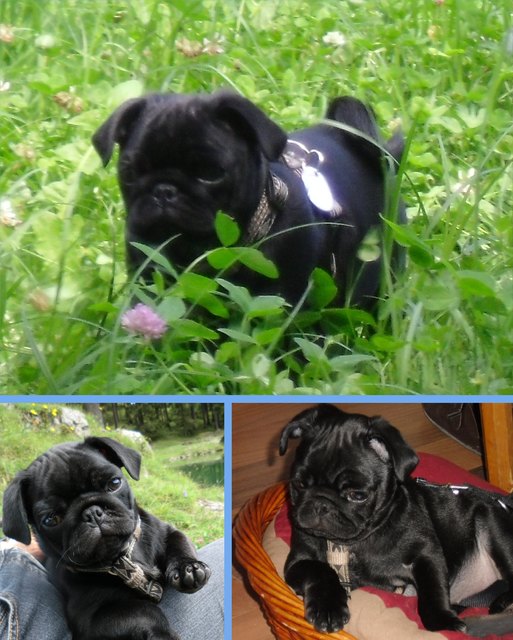 unser Mopsbaby EGON