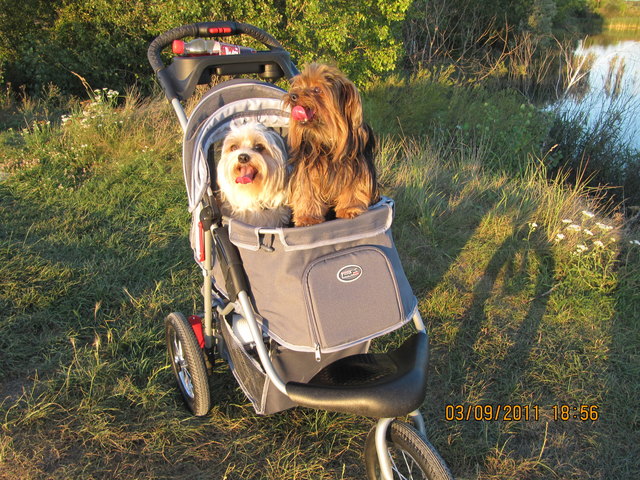Der kleine Chester muss bei langen Spaziergängen geschont werden (Knieprobleme) da fährt auch Chipsy manchmal mit