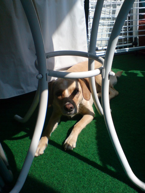 Wer will mit mir verstecken spielen?