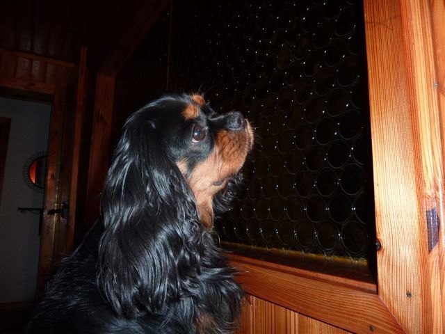 ich seh, ich seh, was du nicht siehst... Chicco auf Fliegensuche