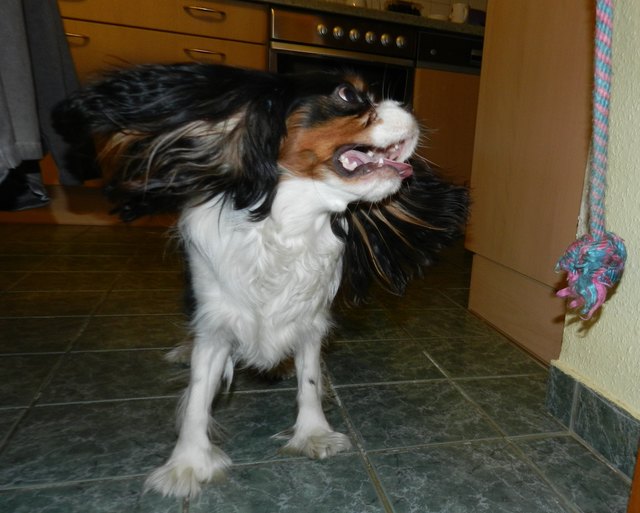 ... bin ich ein wilder Hund beim Spielen ...