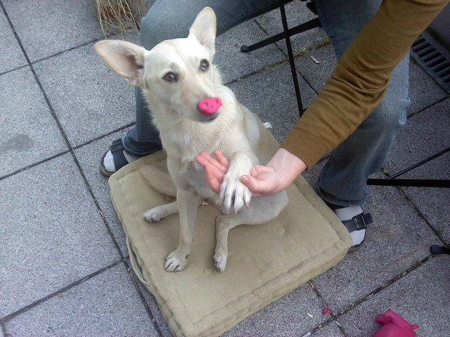 Unser Newig verkleidet sich im Fasching am liebsten als Schweinehund !!!