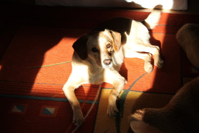 Sonnenschein Kiara