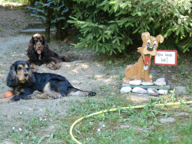 Unsere wachsamen Hunde Anthony und Angelo