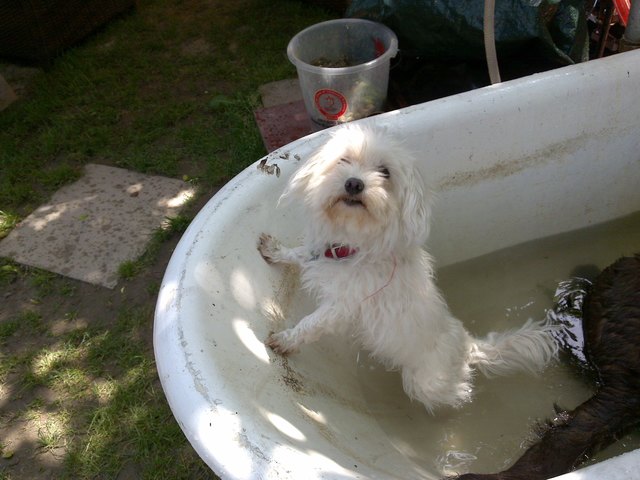 Mein Hund Skipy der Badespass
