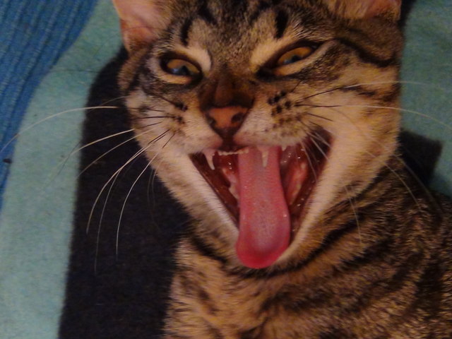 mrnjau,..,