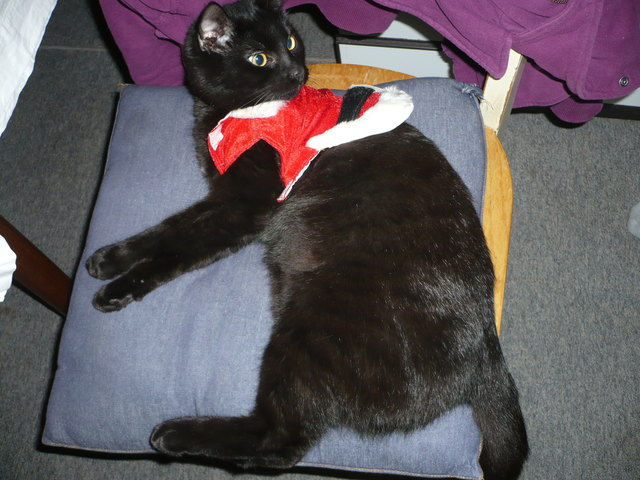 Weihnachtskater