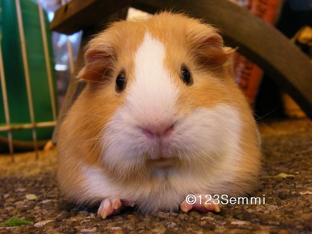 Meerschweinchen Semmel