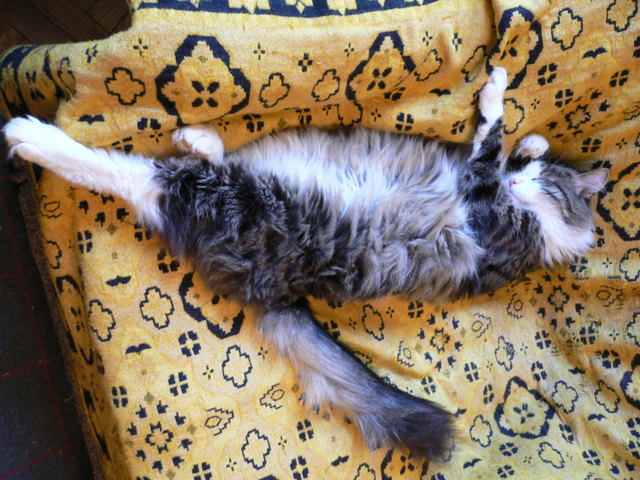 Kitty