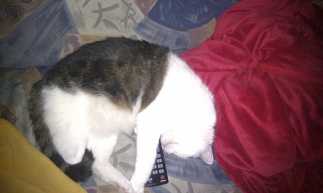Lucky - beim Fernbedienung kuscheln