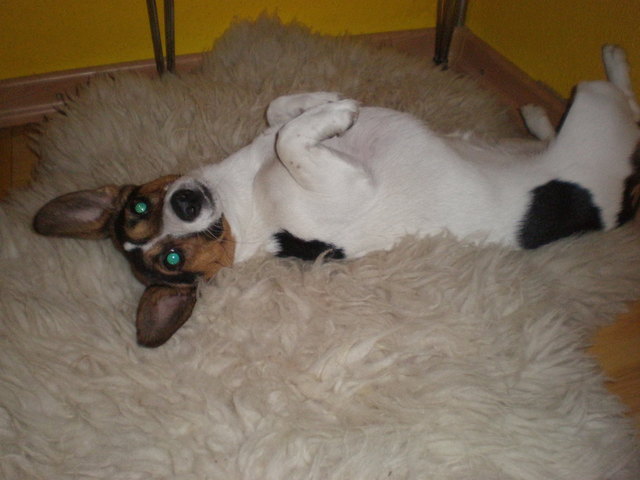 unsere Kuschelmaus