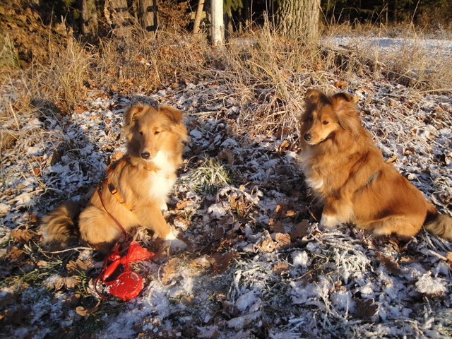 zwei Hunde im Schnee :-) das sind Carolin und Nelli, die Apotheken-Shelties